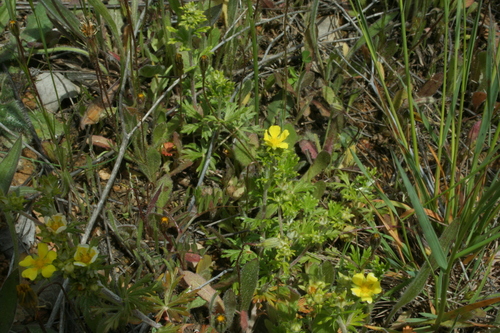 Silvery Cinquefoil