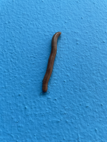 Valonese Pachyiulus