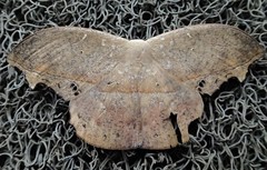 Oxytenis mirabilis