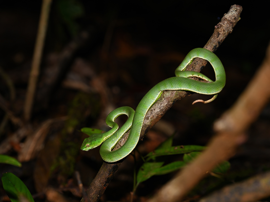 Sumatra Pit Viper (Trimeresurus sumatranus)