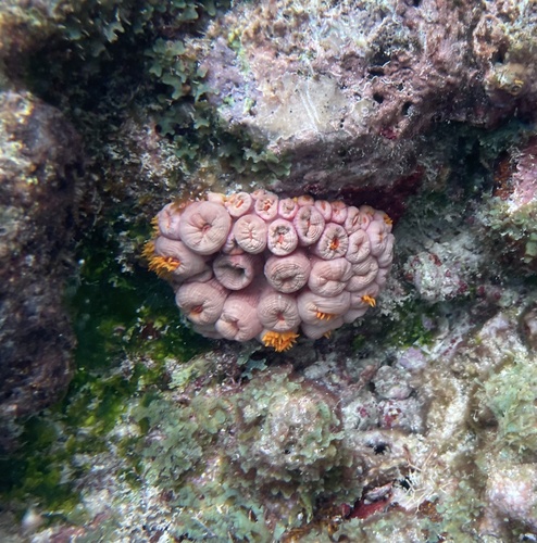 Orange cup coral
