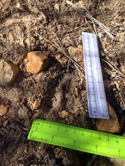 Odocoileus virginianus carminis