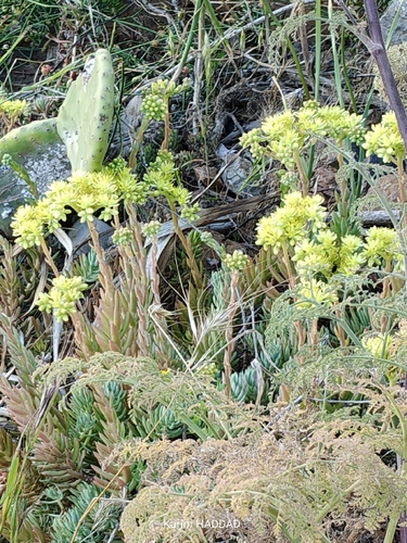 Pale Stonecrop