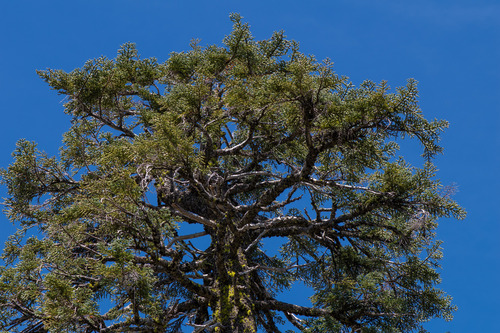 California red fir