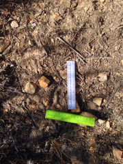 Odocoileus virginianus carminis