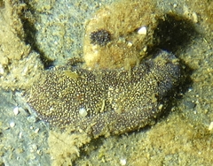 Aglaja ocelligera