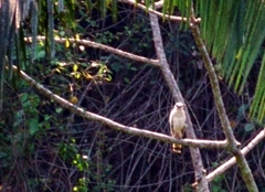 Pseudastur albicollis