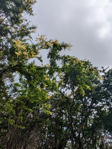 Haematoxylum campechianum, 2026-03-09