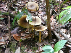 Amanita similis