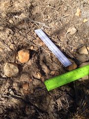 Odocoileus virginianus carminis