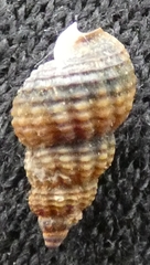 Nassarius mendicus