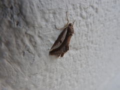 Euscirrhopterus poeyi