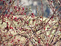 Carduelis citrinella
