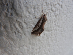 Euscirrhopterus poeyi