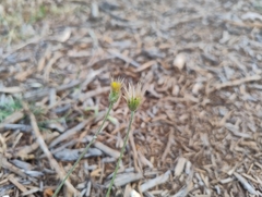 Catananche lutea, photograph (c) Eleftherios Katsillis, some rights reserved (CC BY)