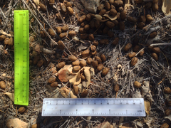 Odocoileus virginianus carminis