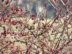 Carduelis citrinella