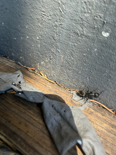 Eastern Black Carpenter Ant