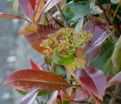 Photinia × fraseri