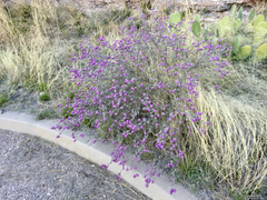 Dalea pulchra