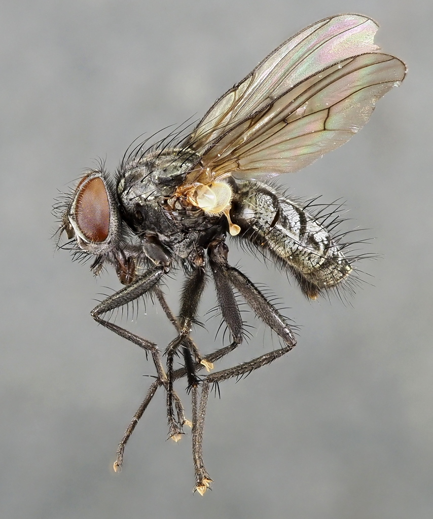 Phaonia siebecki