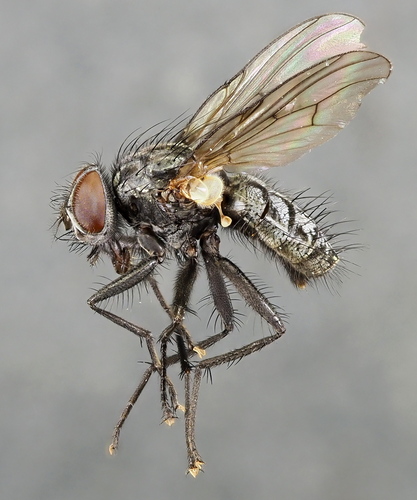 Phaonia siebecki