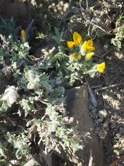 Genista albida