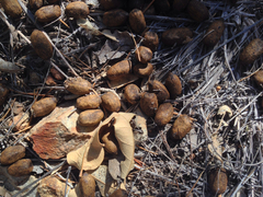 Odocoileus virginianus carminis