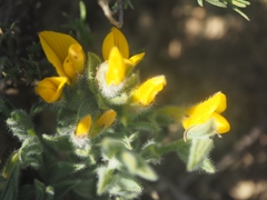 Genista albida