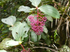 Medinilla speciosa