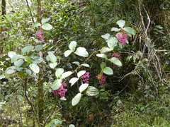 Medinilla speciosa