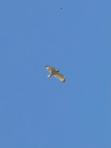 Red-shouldered Hawk