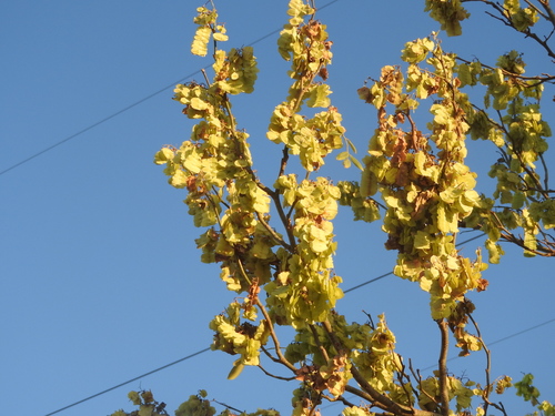 Florida fishpoison tree (Piscidia piscipula)