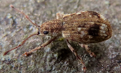 Cyphicerini