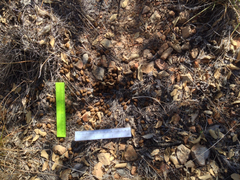 Odocoileus virginianus carminis