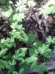 Corydalis intermedia