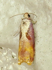 Episimus tyrius