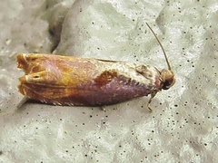 Episimus tyrius