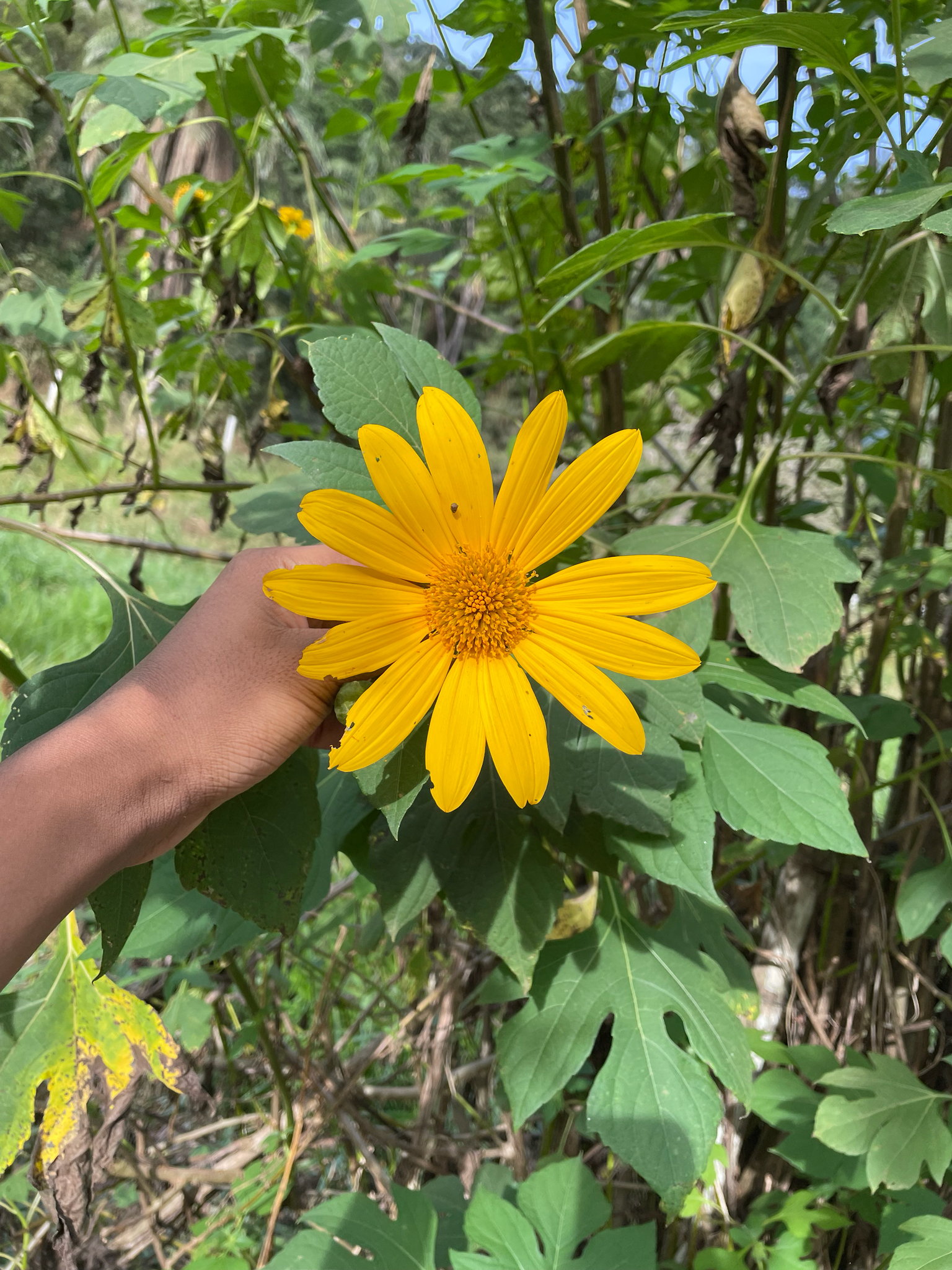 Tithonia diversifolia