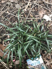 Ophiopogon