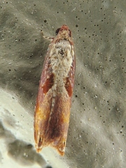 Episimus tyrius