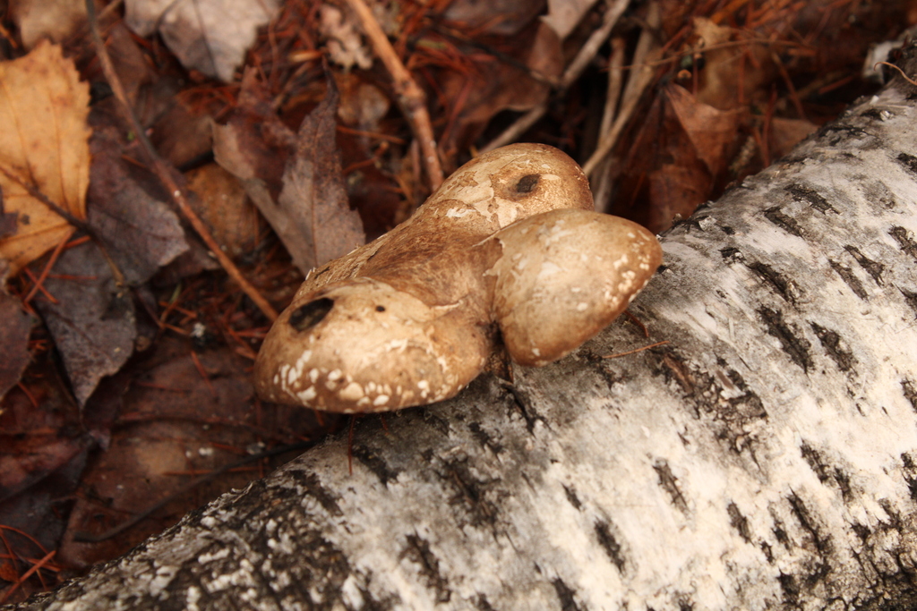 birch polypore · May 2026 · photo: Photo: (c) Keith Wauthy, some rights reserved (CC BY) · iNaturalist