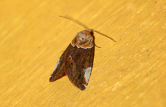 Hypercodia wheeleri