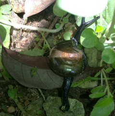 Macrochlamys superlita