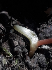 Corydalis intermedia