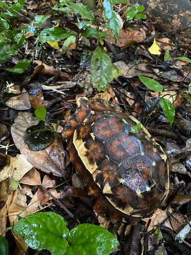 Eroded Hingeback Tortoise
