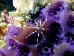Endeis flaccida
