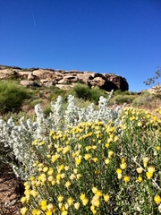 Acamptopappus sphaerocephalus