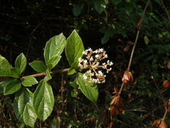 Viburnum foetidum
