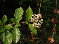 Viburnum foetidum